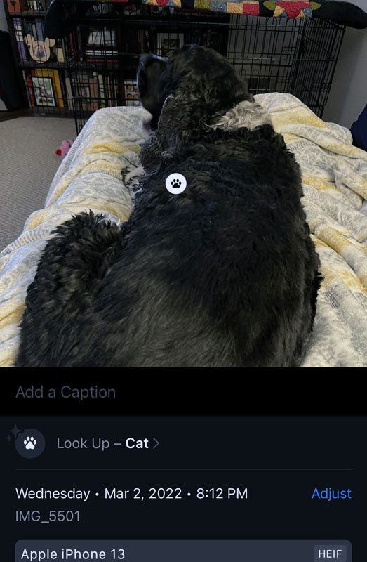 screenshot of the iOS photos app misidentifying a photo of Murphy as a cat.