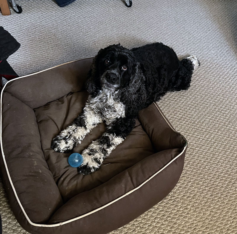 murphy and his upstairs bed