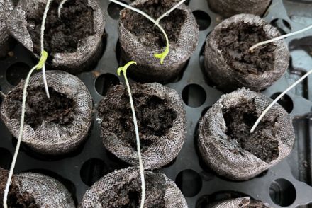 tiny tomato sprouts