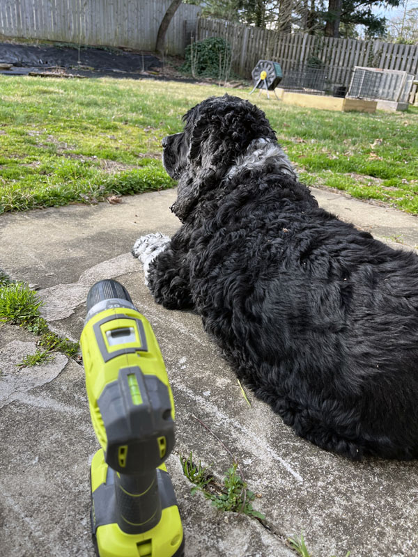 murphy keeping me company while I assemble a raised bed