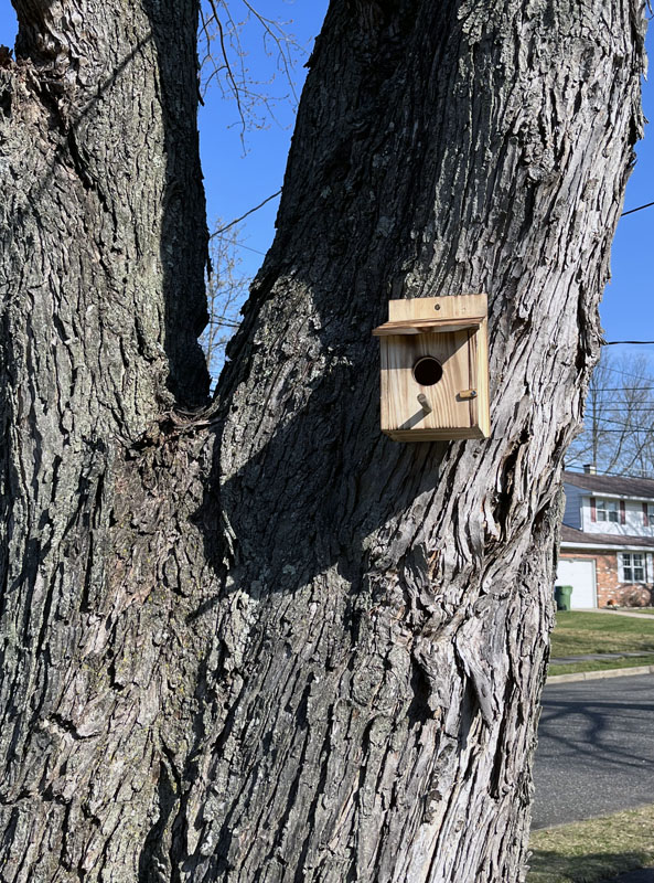 birdhouse on my tree