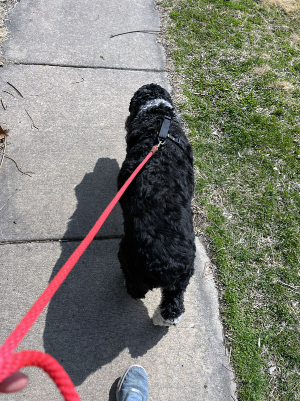 murphy. walking