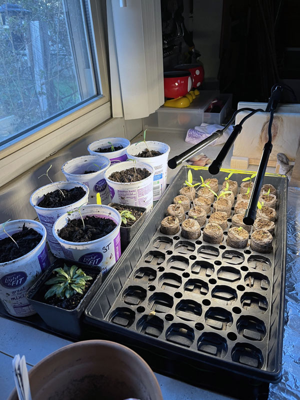 seedlings in the garage, underneath plant lights and on top of heat pads.