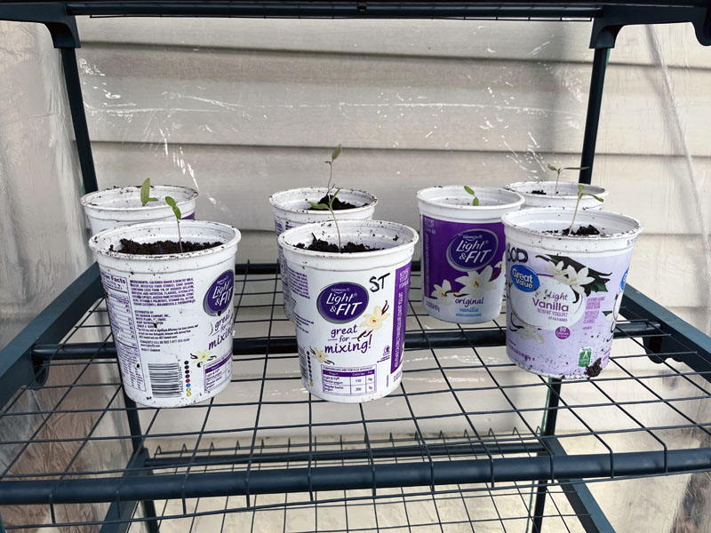 tomatoes in the greenhouse