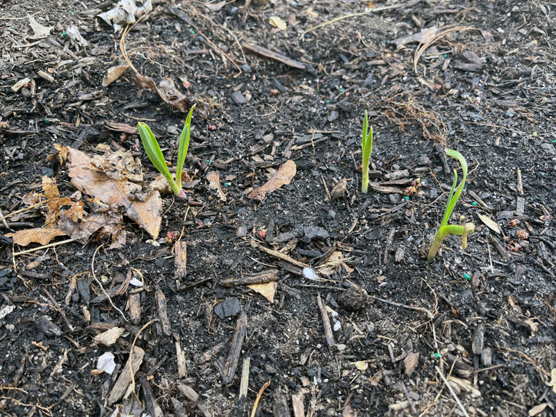 garlic starts