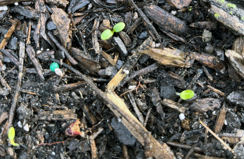 tiny lettuce sprouts