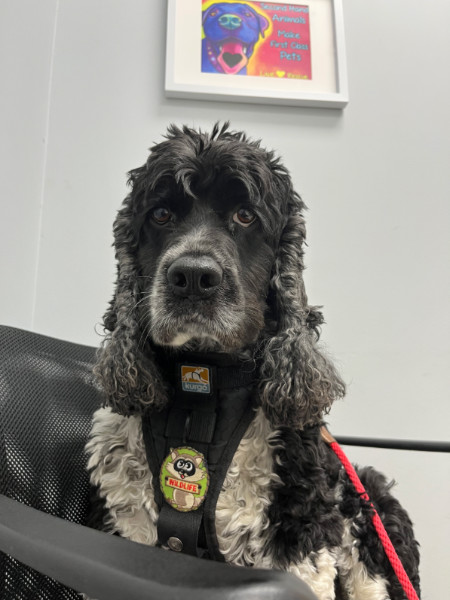 murphy in the vet office again