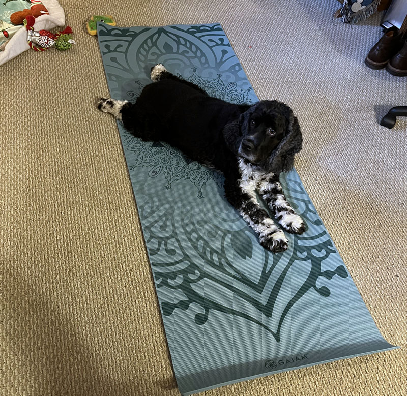 Murphy on my yoga mat, gearing up for 30 day of Yoga with Adriene