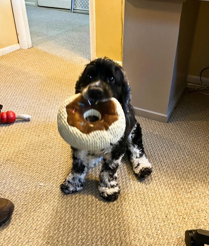 the most adorable black and white spaniel you've ever seen holding a large stuffed donut