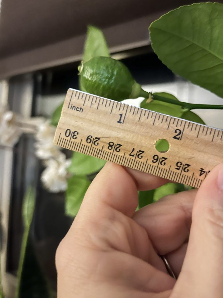 the first lemon off of our Meyer lemon tree with a ruler next to it The lemon is 1 inch long.