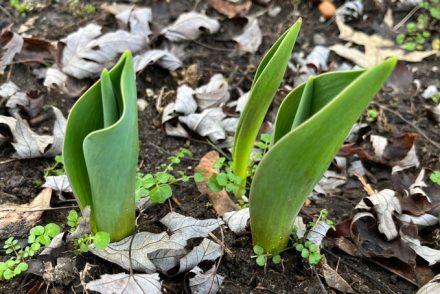 three green tulip leaves, each about 3 inches high, poking out of the soil