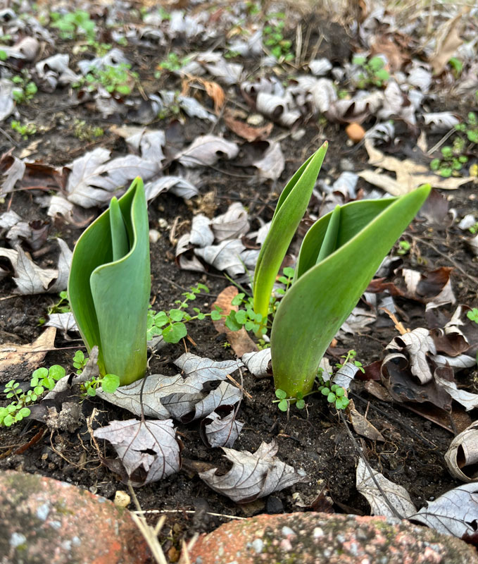 three green tulip leaves, each about 3 inches high, poking out of the soil