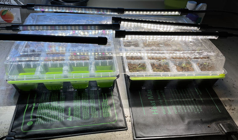 two seed trays under lights in my garage