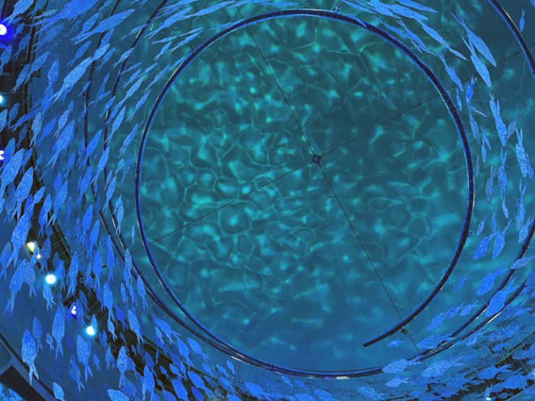 perspective: looking up at a ceiling art display of blue fish swimming in a circle