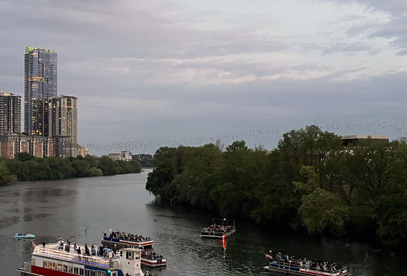 bats flying low on the horizon in Austin