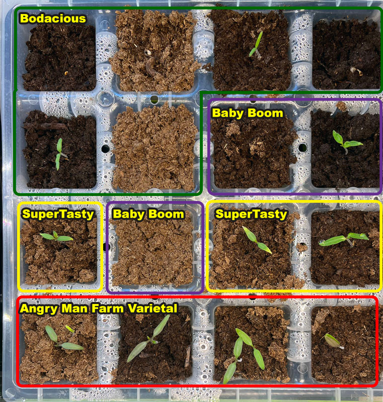 tomato seed tray. ten of sixteen cups have at least one sprout