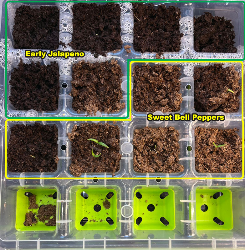 pepper tray - four of twelve pods have visible seedings, but there's more action than the camera picked up.