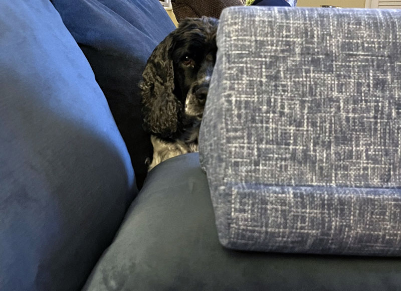 murphy peeking from behind a pillow