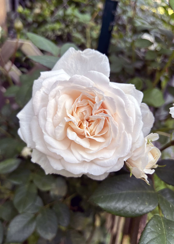 a perfect white rose from one of our rose bushes