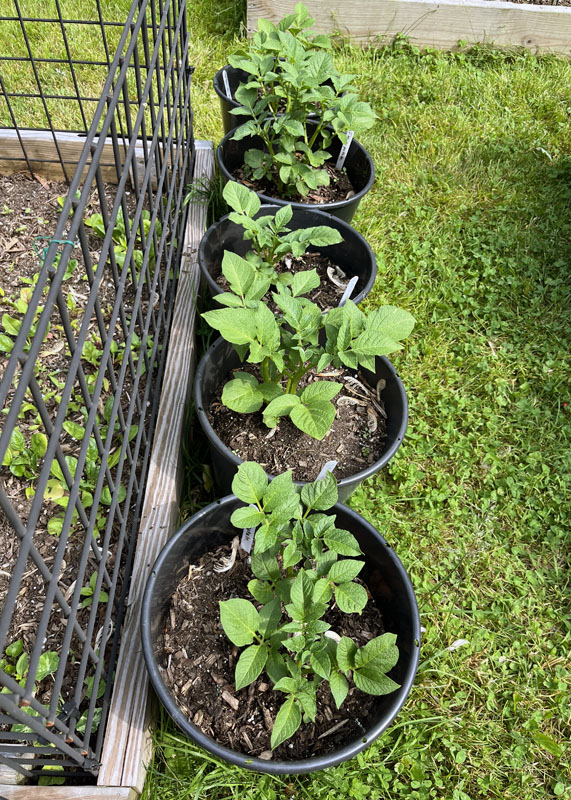 buckets of potatoes