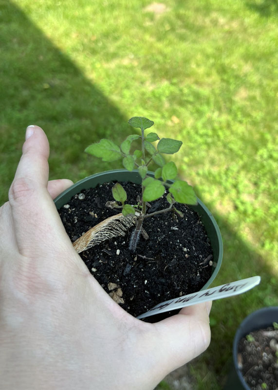TINY tomato plant