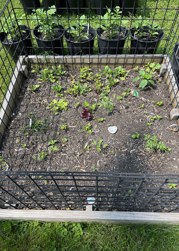 a very scraggly looking square garden bed with scant greens.