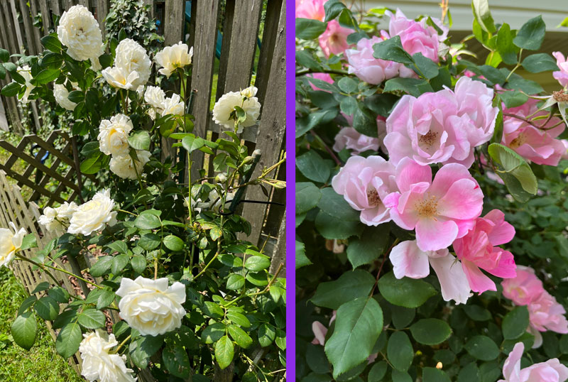 white and pink roses