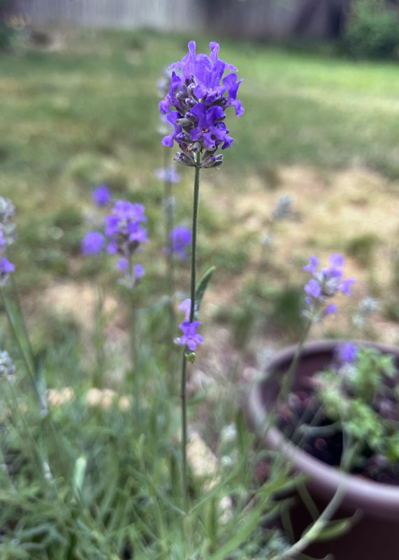 a random lavender stalk from my garden, which has nothing to do with this post.