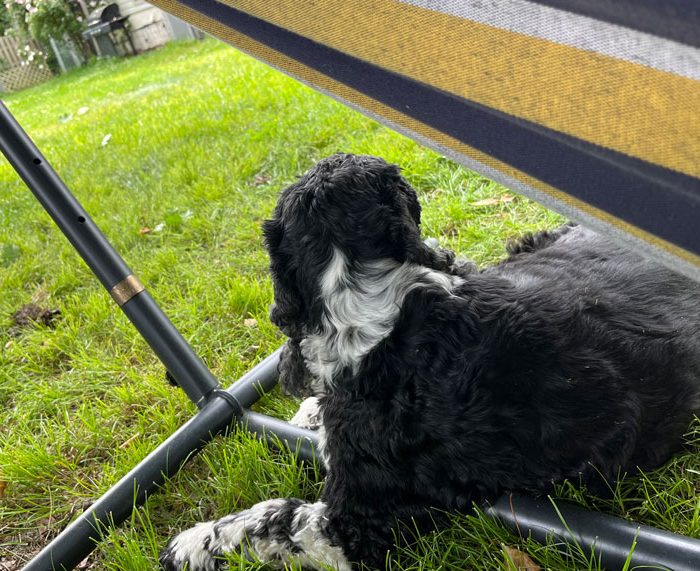 the cutest black and white spaniel in the world underneath a hammock