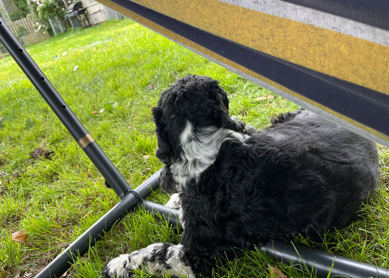 the cutest black and white spaniel in the world underneath a hammock.