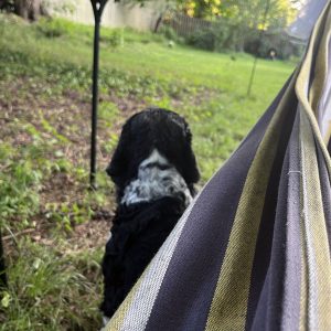 murphy guarding my hammock