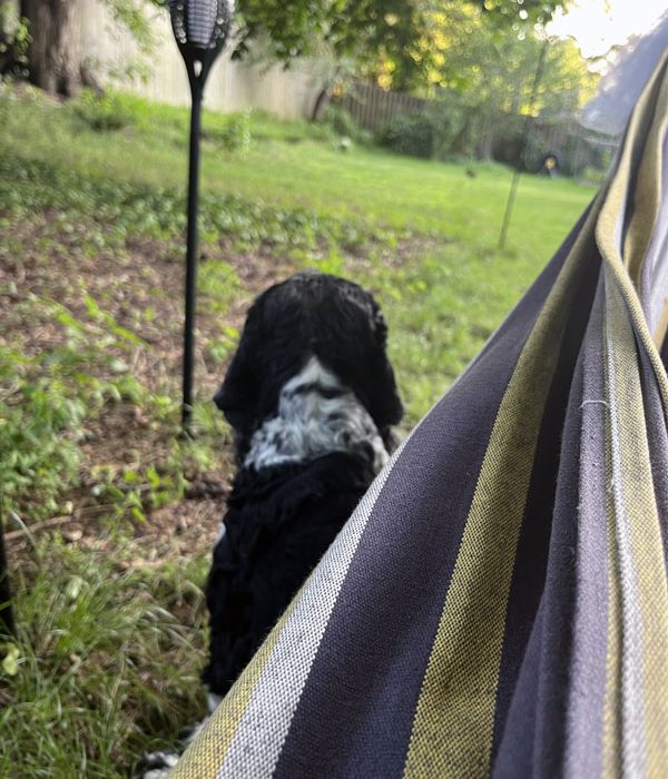 murphy guarding my hammock