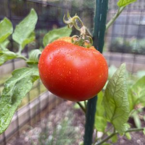 a tomato in the garden, covered in dew