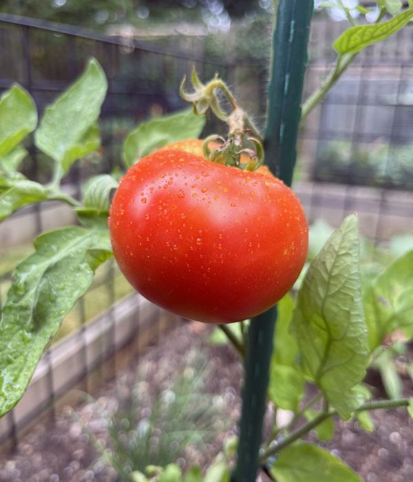 a tomato in the garden, covered in dew