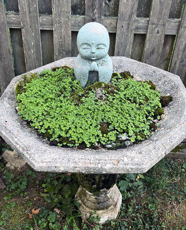 a birdbath garden with moss, tiny stones, chia plants, and a Jizo/Jizu statue