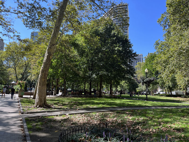 Tall trees, green grass, walking path, a cloudless sky