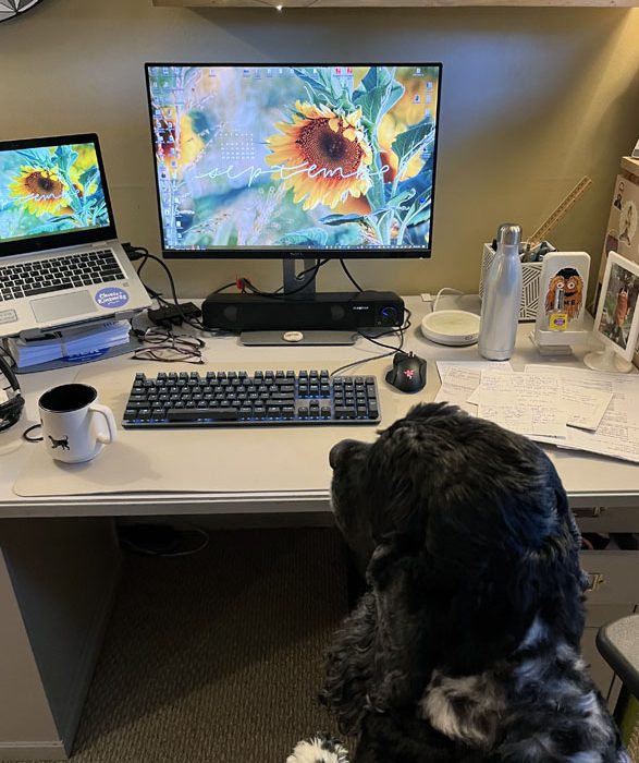 murphy, sitting in my office chair staring at my monitor