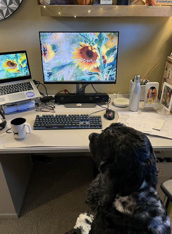 murphy, sitting in my office chair staring at my monitor