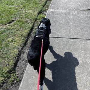 murphy walking ahead of me on a red leash