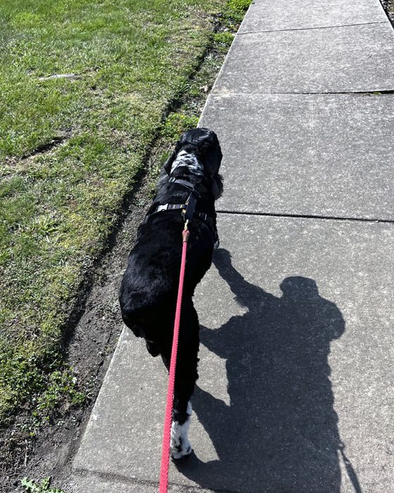 murphy walking ahead of me on a red leash