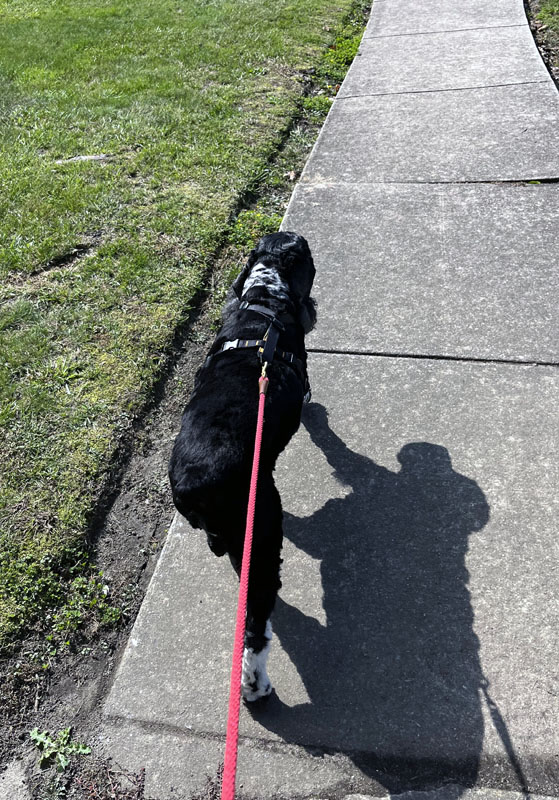 murphy walking ahead of me on a red leash