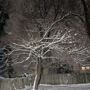 A night shot of a tree in my backyard with snow clinging to the branches.