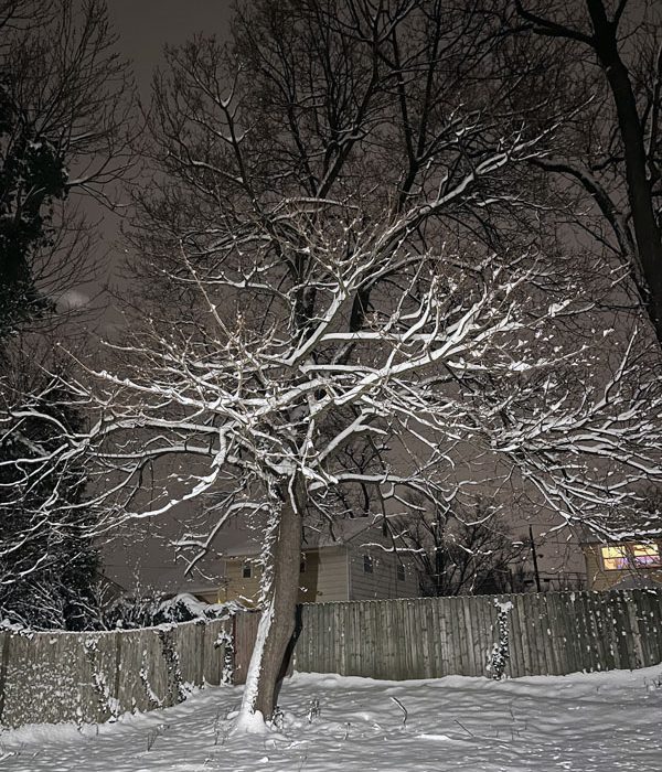 A night shot of a tree in my backyard with snow clinging to the branches.