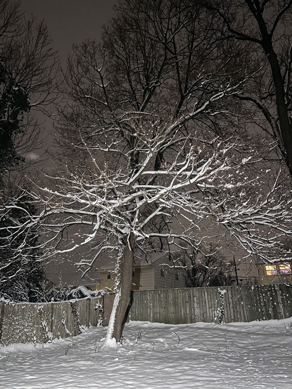 A night shot of a tree in my backyard with snow clinging to the branches.