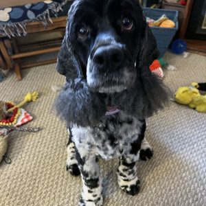 murphy, a black and white spaniel-ish dog