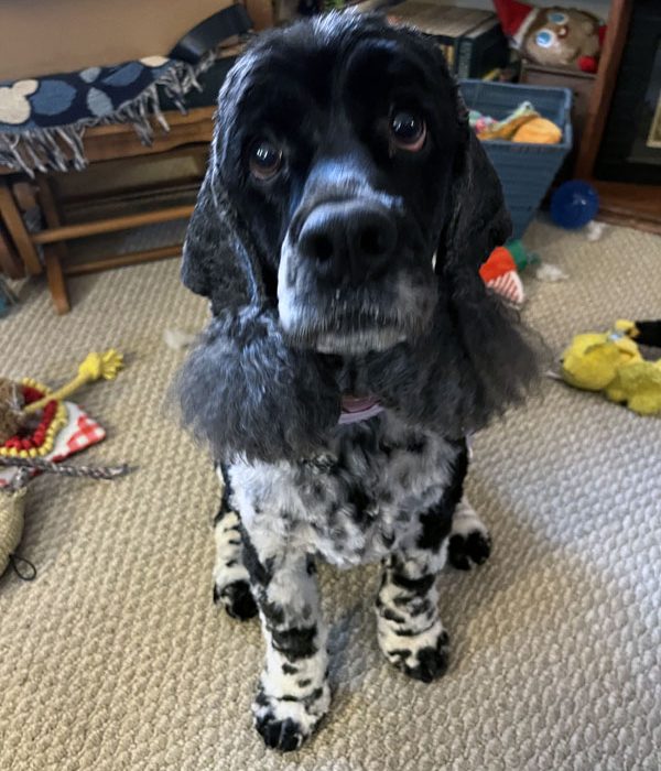 murphy, a black and white spaniel-ish dog