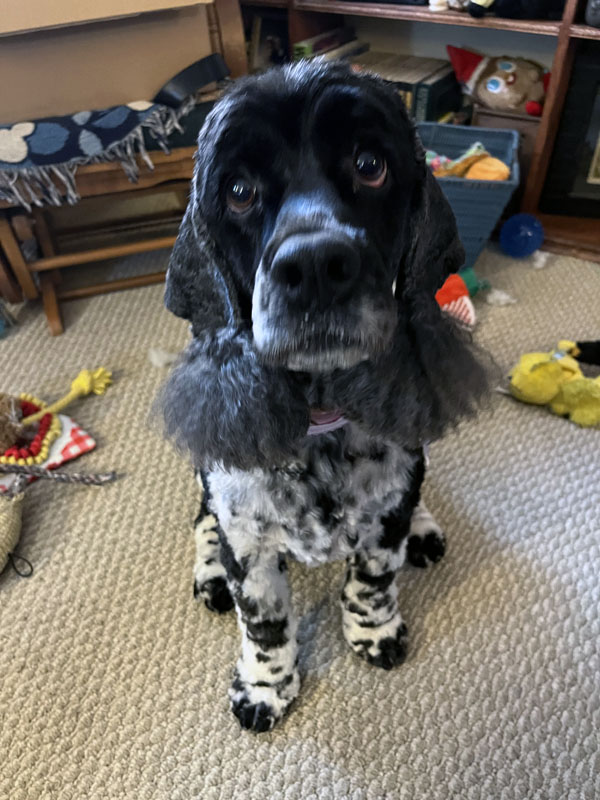 It is a black and white Spaniel-ish dog. His name is Murphy and he is freshly groomed. 