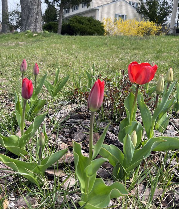 red tulips