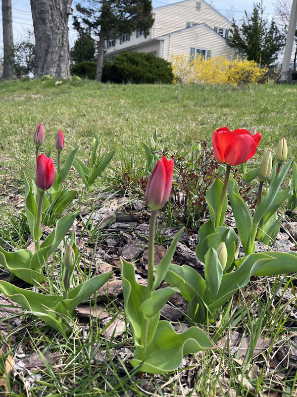 My first tulips of the season, bloomed on Easter morning. They are red.