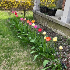 a row of tulips, orange, pink, red, and white.